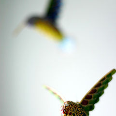 photo "Humming Bird"