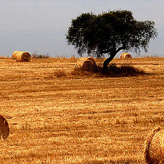 photo "rustic gold"