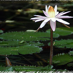 фото "Гордость"