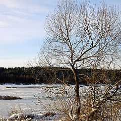 photo "Winter sketch"