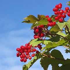 photo "Guelder-rose... - 2"