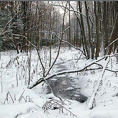 photo "Wood stream"