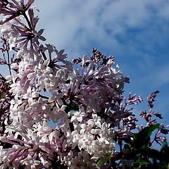 photo "Lilac summer..."