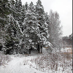 photo "Winter wood"