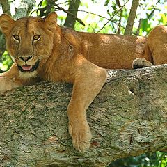 photo "Tree Lion"