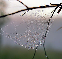 photo "Autumn necklace"