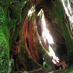 фото "Glowing Trunk"