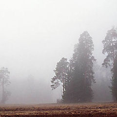 фото "Сосны в утреннем тумане"