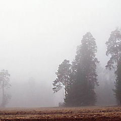 photo "Pine-trees in morning fog"