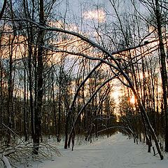 photo "Avenue"