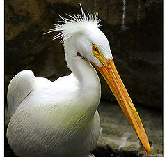 photo "About Dishevelled Pelican"