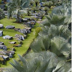 photo "Exotic garden: Stones&Palms"