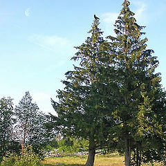 photo "Country cemetry"