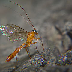 photo "Komariki - insects small"