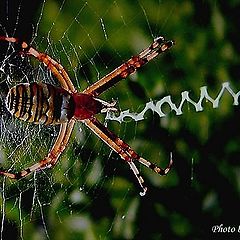 photo "Spider and word"