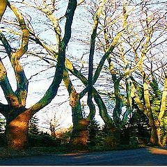 фото "Parkway  in winter"