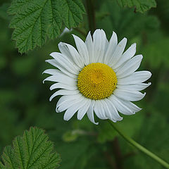 photo "Shasta Daisey"