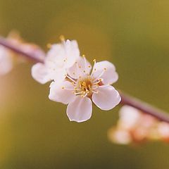 фото "Цветок вишни"