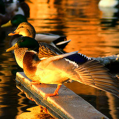 photo "Exercises At The Sunset."