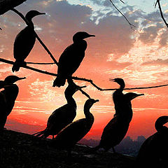 фото "Anhinguas at Sunset"