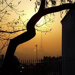 фото "Tree and Eiffel Tower"