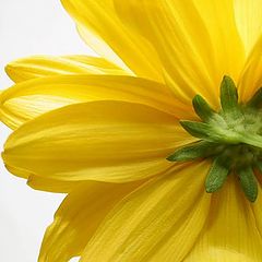 photo "Flower"