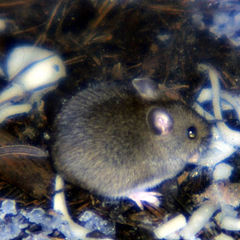 фото "Мышь моноклевидная"