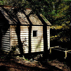 photo "little window in the forest"