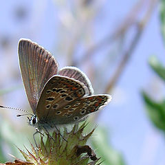 photo "Princess on the thorn"