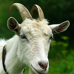 photo "Goat"