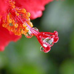 фото "Just After Rain"