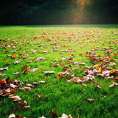 фото "autumn leaf"