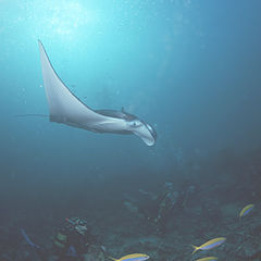 photo "manta"