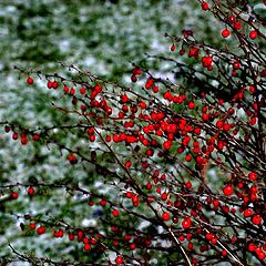 photo "Scarlet drops"