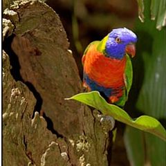 фото "Rainbow Lorikeet"