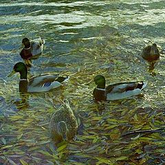 фото "Ducks"