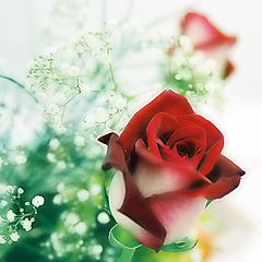 photo "Rose"