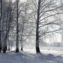 фото "Светлая..."