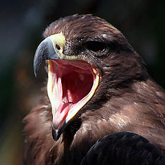 photo "Bird of prey"