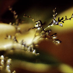 photo "Almost a fur-tree..Almost in needles.."