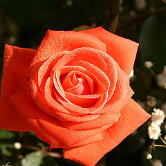 photo "Rose for Christmas"