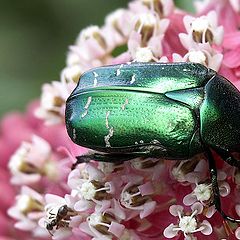 photo "bronze beetle"