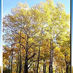 photo "Recollecting autumn."
