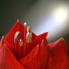 photo "Christma,s flower"