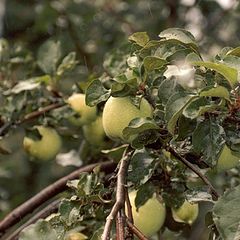 photo "Apple rain"