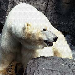 фото "Polar Bear"