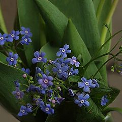 photo "Forget-me-not..."