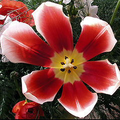 фото "Tulip"