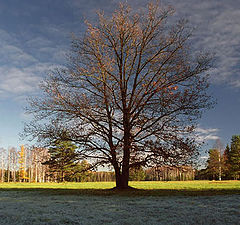 фото "Одинокое дерево"