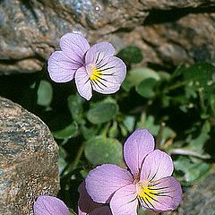 фото "Viola crassiuscula"